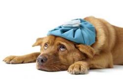У собаки понос с кровью и рвота – один из частых признаков энтерита