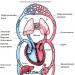 Большой и малый круги кровообращения: схема Из правого желудочка сердца кровь поступает в