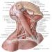 Анатомия кровеносных сосудов шеи - артерий и вен Сосуды головы и шеи анатомия атлас